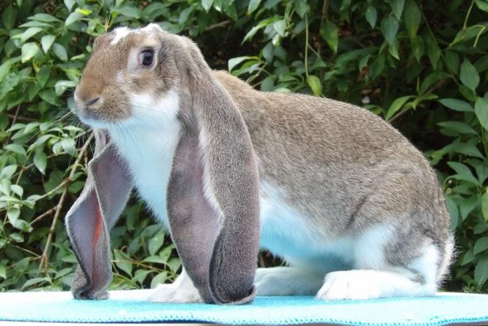 Bélier anglais panaché agouti et blanc avec un poitrail blanc et de longues oreilles grises devant un feuillage vert