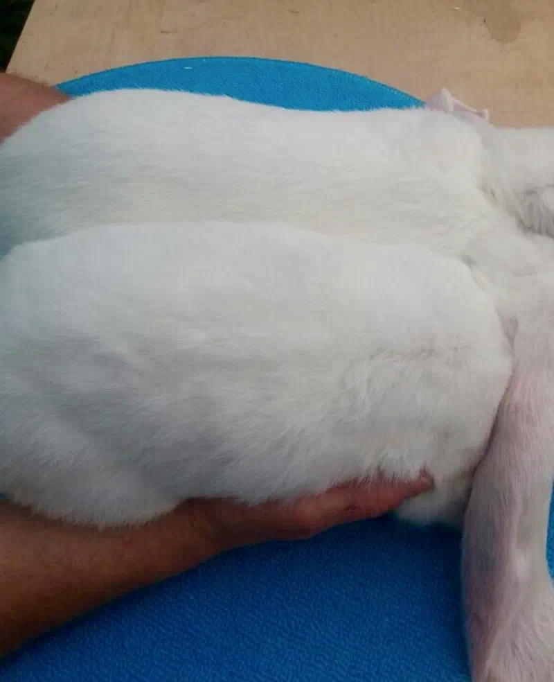 Dos d&rsquo;un Bélier anglais blanc vu d&rsquo;en haut, une main posée sous son flanc