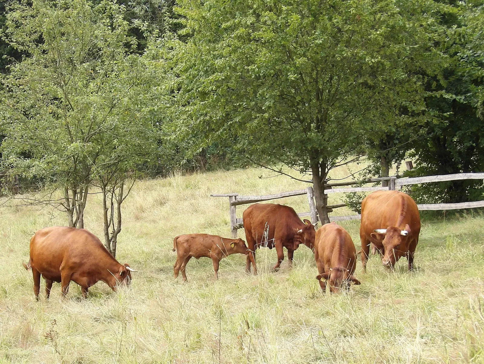 Rødbrune køer af racen Rotes Höhenvieh med en kalv græsser på en eng foran et trægærde og træer