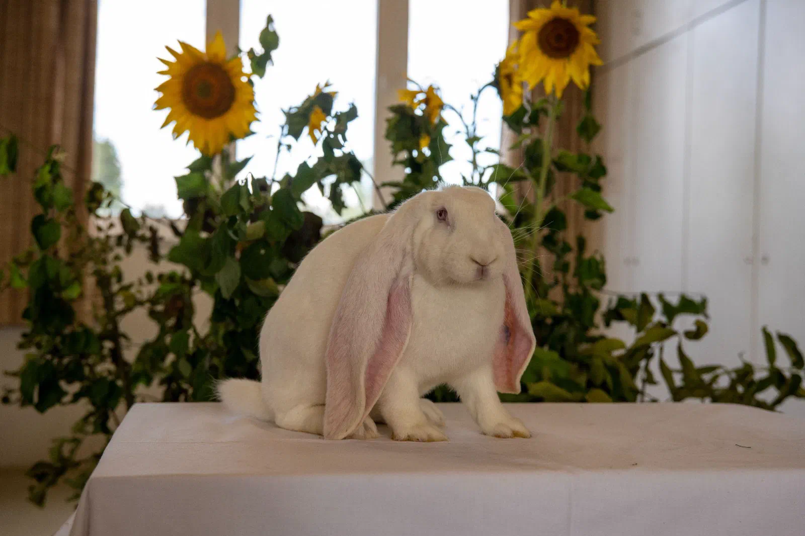 Bélier anglais blanc aux yeux rouges assis sur une table nappée de blanc devant des tournesols, les oreilles roses pendent jusque sur la nappe