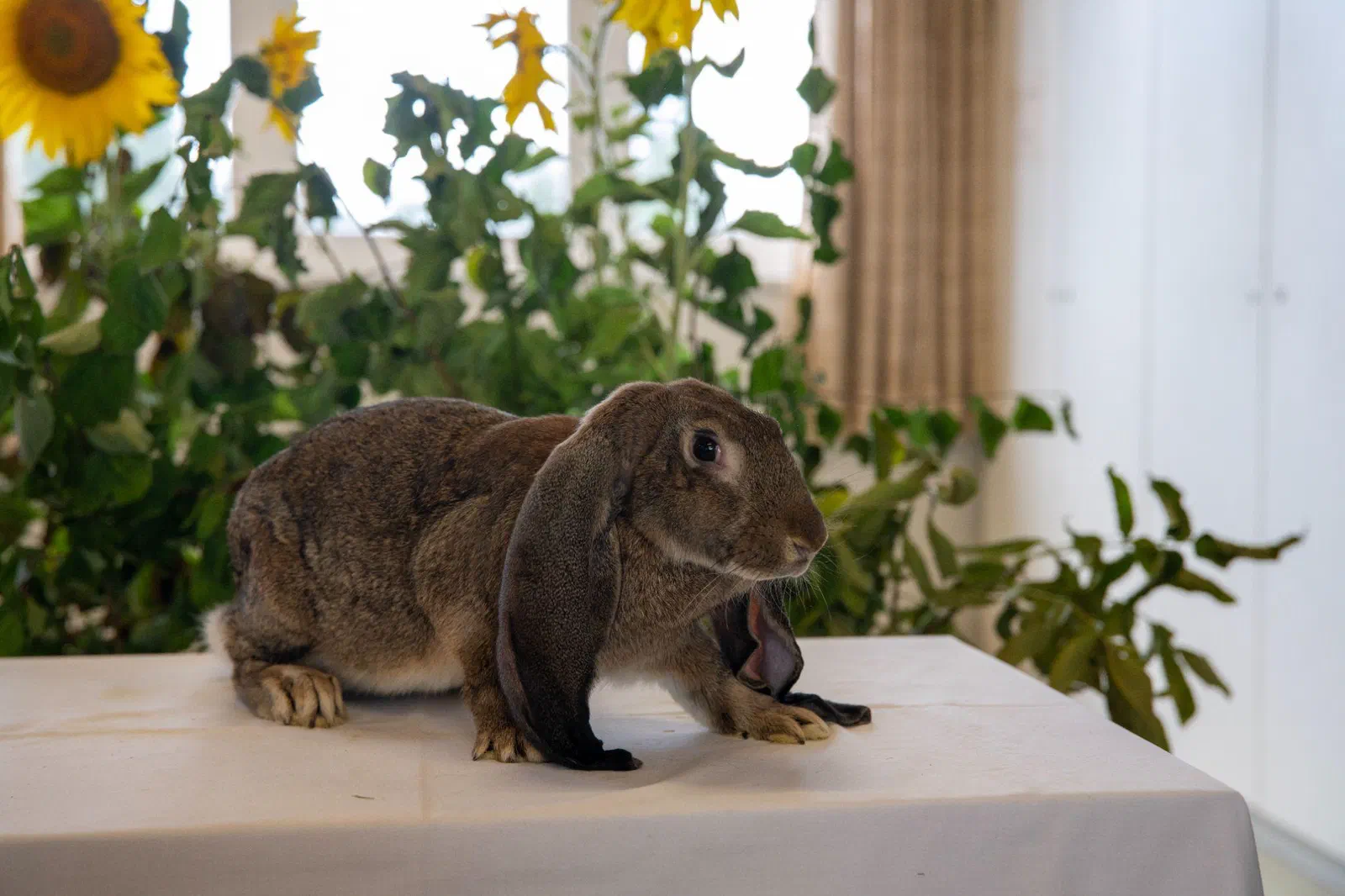 Bélier anglais agouti brun de trois quarts sur une table nappée de blanc devant des tournesols