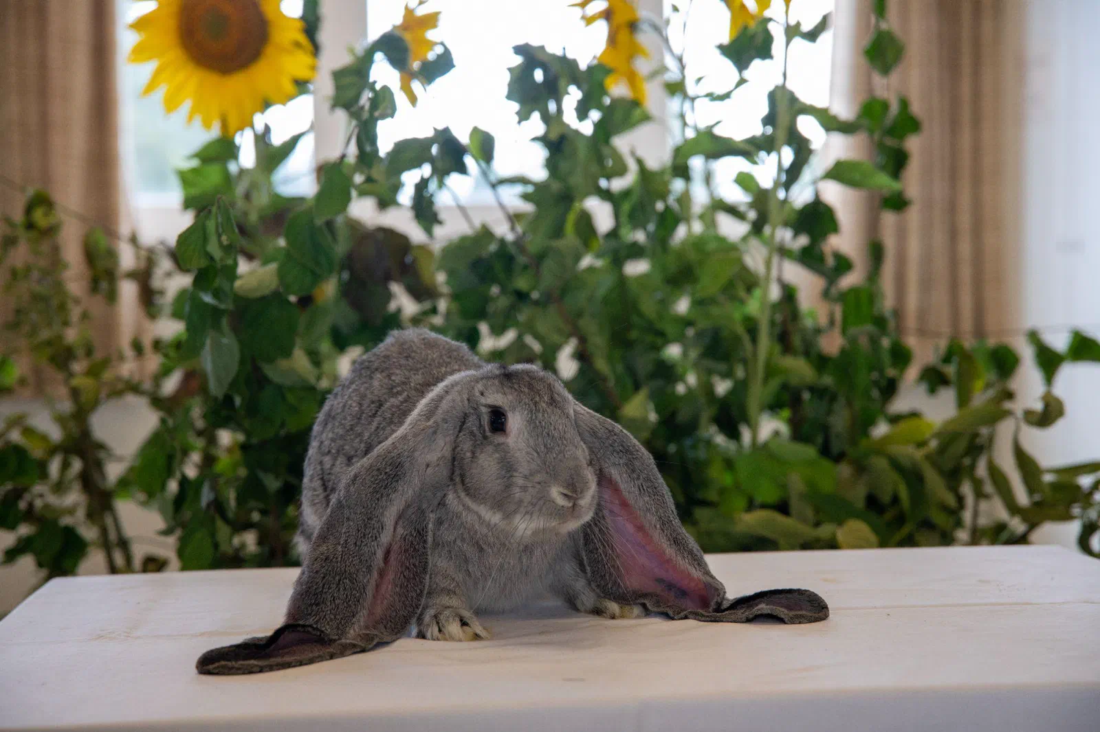 Bélier anglais gris couché de face sur une table nappée de blanc devant des tournesols, les oreilles étalées sur les côtés