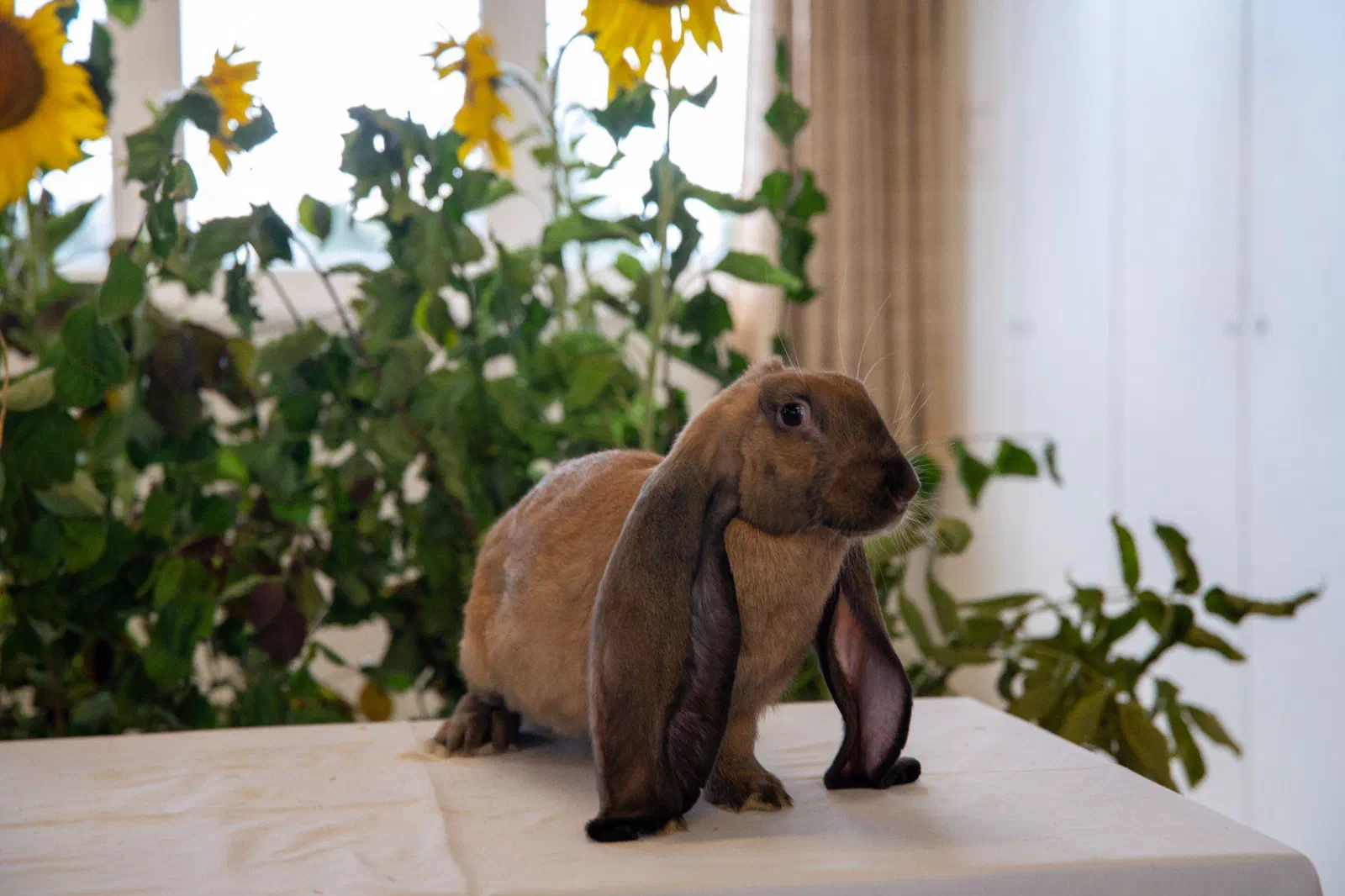 Bélier anglais brun clair aux oreilles plus foncées assis sur une table nappée de blanc devant des tournesols