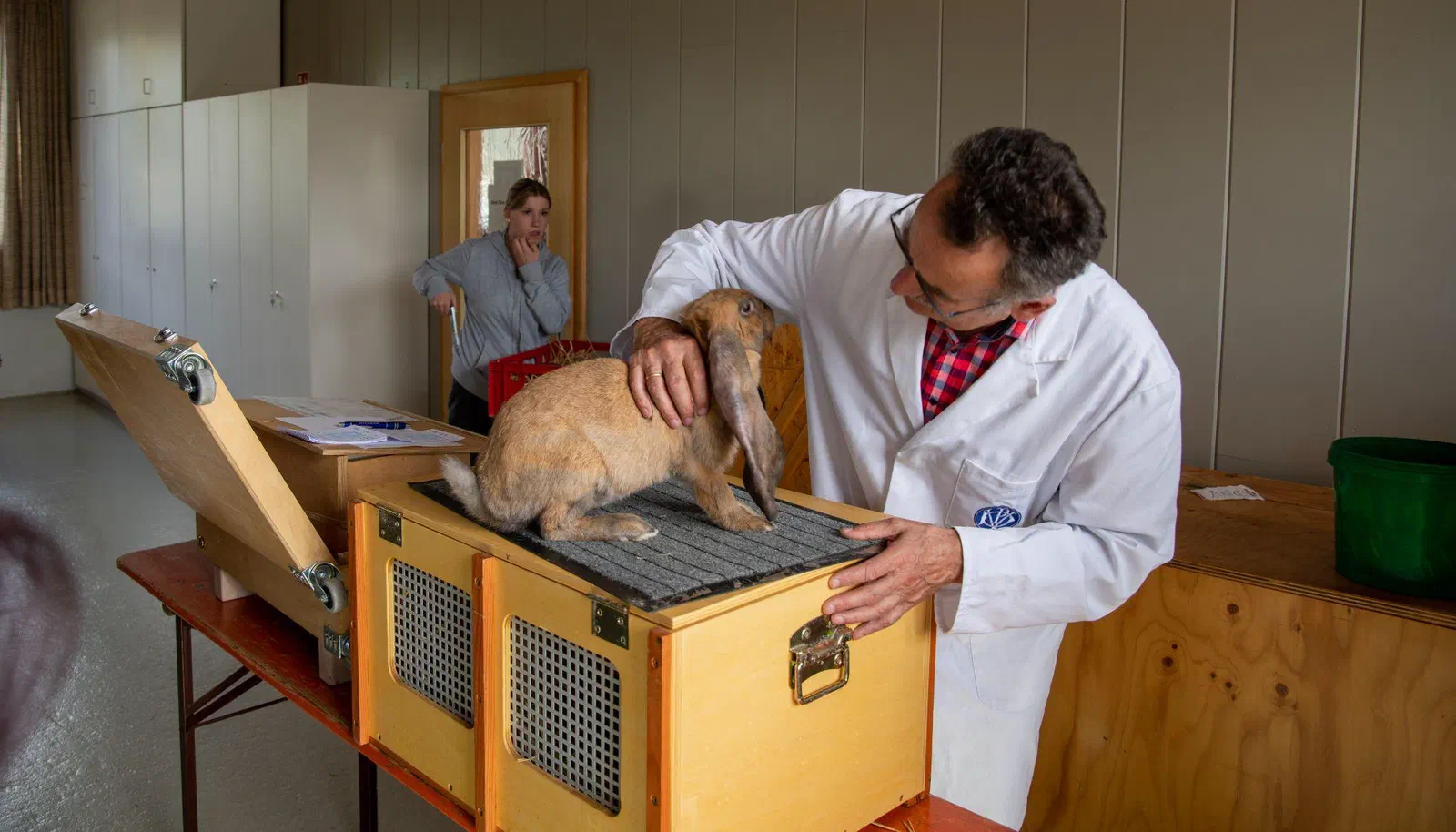 Un juge en blouse blanche examine un Bélier anglais agouti sur une boîte de jugement, à l&rsquo;arrière-plan une spectatrice