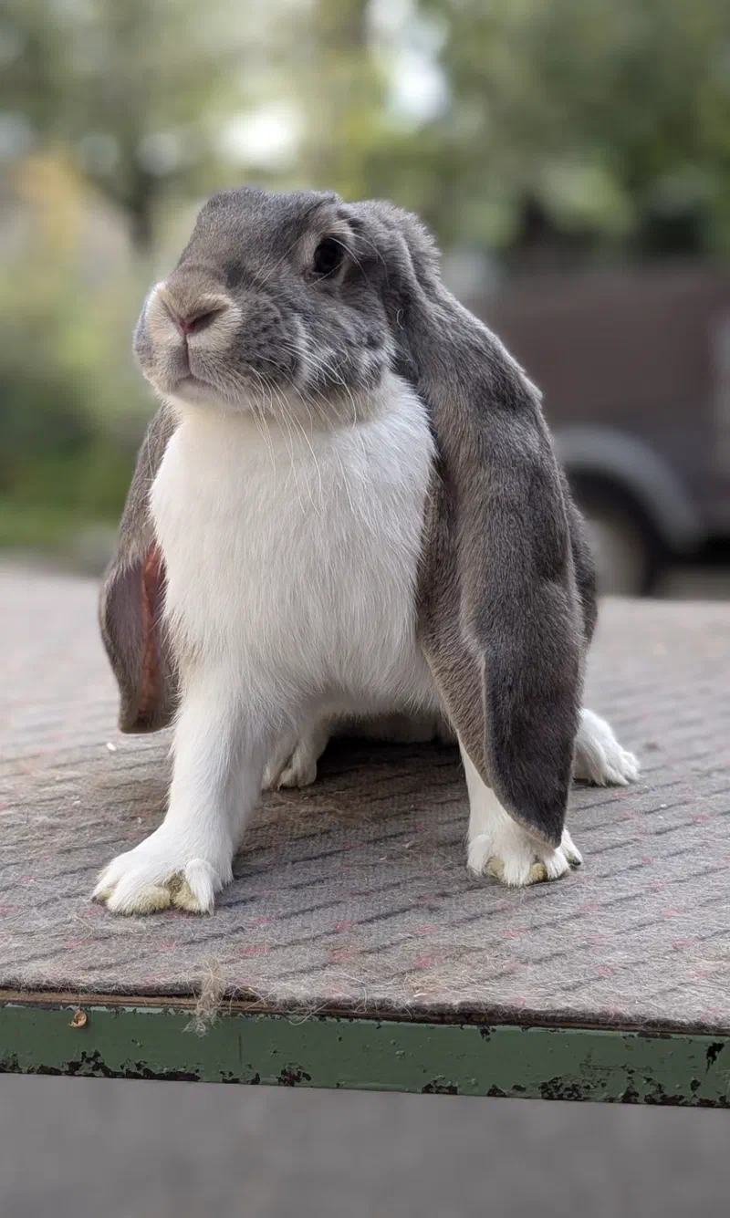 Bélier anglais panaché gris et blanc au poitrail blanc assis bien droit sur un plateau en tôle striée, les oreilles pendent sur les côtés