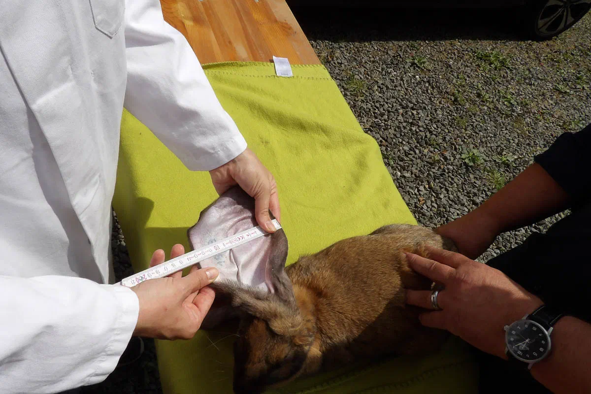 The person measuring, in a white coat, lays the ear over the head to the other side and measures the width with the folding ruler, while a helper holds the animal by the body