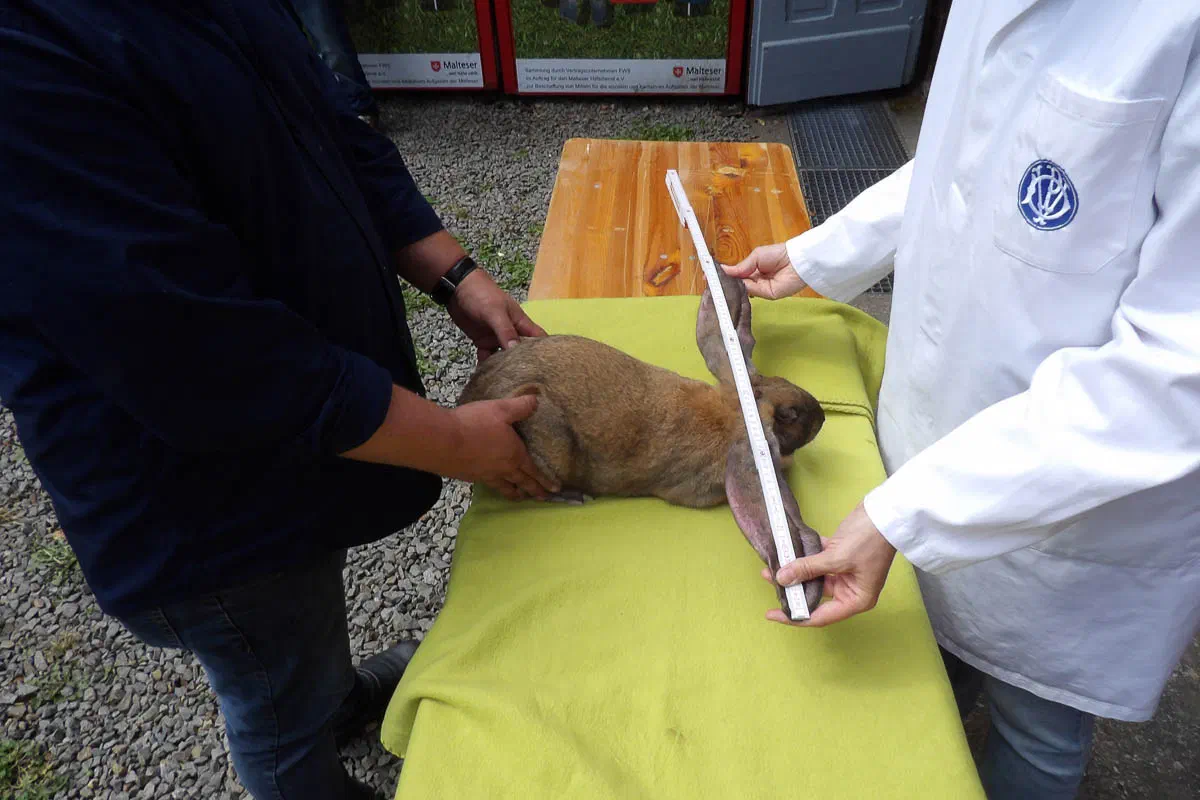 A helper holds a Thuringian-coloured English Lop on a table covered in green, while the person measuring, in a white coat, measures the ear span over the head with the folding ruler