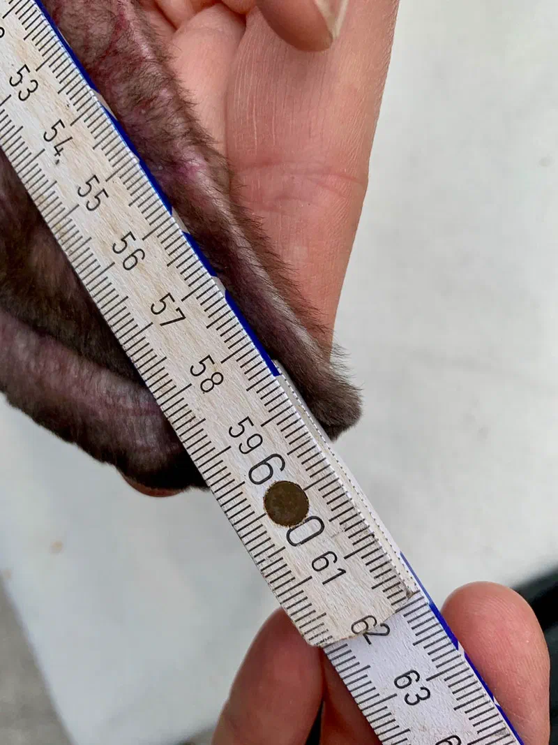 Close-up of the ear tip on the folding ruler, the scale shows just under 60 cm