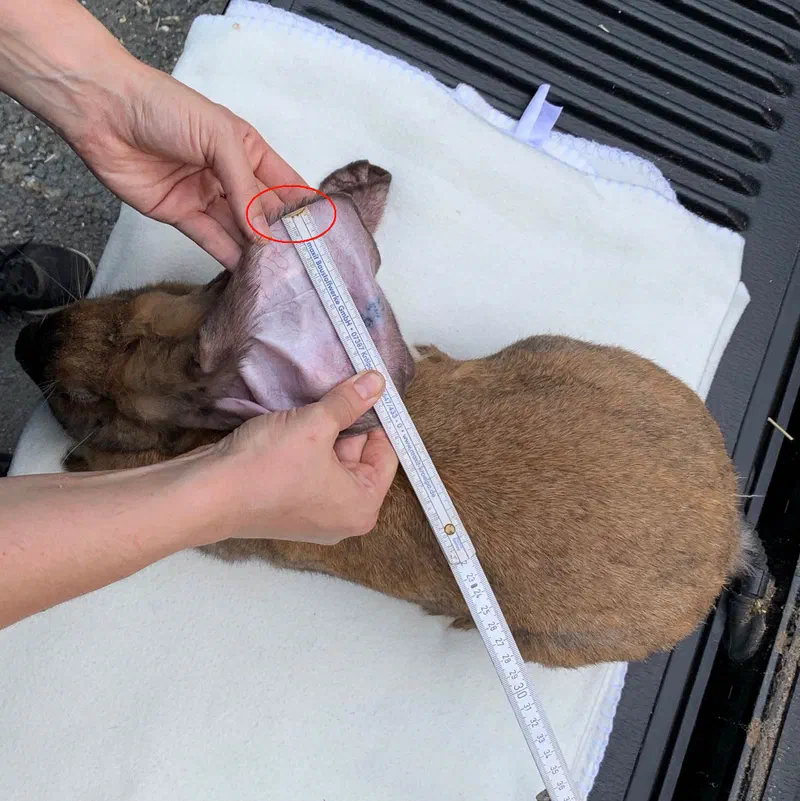 Folding ruler across the spread-out ear, a red circle marks where the hairless skin at the edge of the ear begins