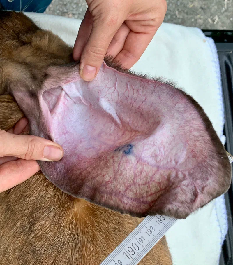 Two hands spread out the inside of an ear so that the pink skin with veins and a tattoo is visible