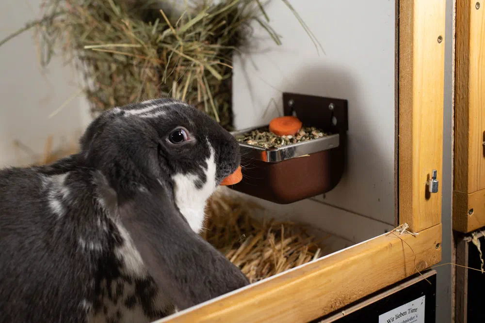 An English Lop with dark fur and white markings eats from a wall-mounted feeding bowl fixed high on the hutch wall, with hay in the rack above
