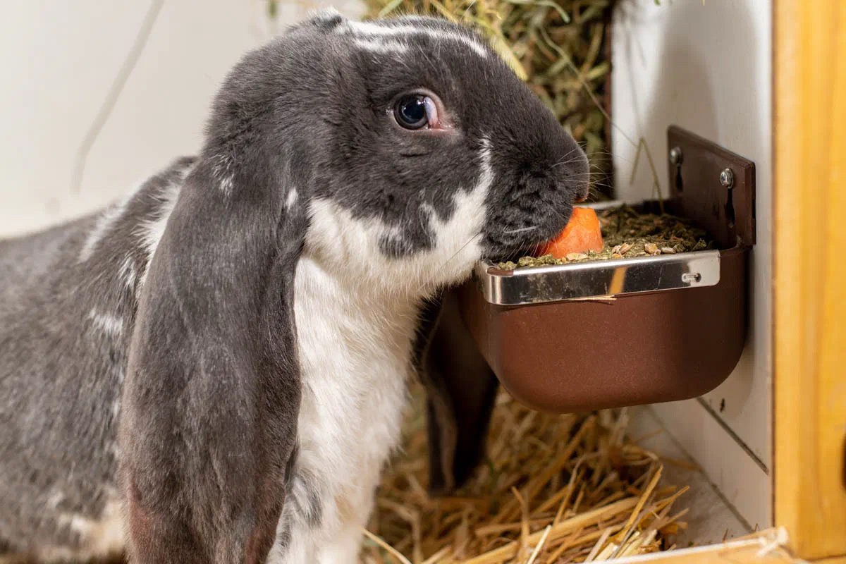 Blue-and-white English Lop eats a carrot from a wall-mounted feeding bowl with a bite guard