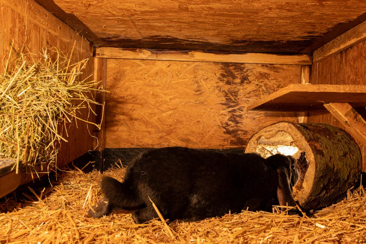 Black English Lop lies in the straw with its head inside a hollow tree trunk, the hay rack filled with hay is visible on the left