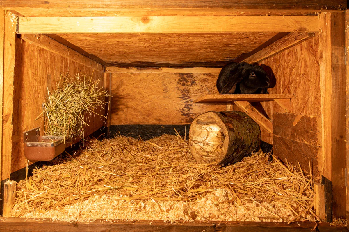 View into a wooden hutch with bedding: a black English Lop sits on the resting shelf, below it lies a hollow tree trunk, on the left hang a hay rack and a feeding bowl