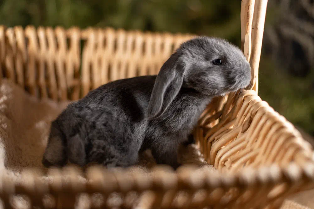 Young blue English Lop with hanging ears sits in a wicker basket and looks over the rim