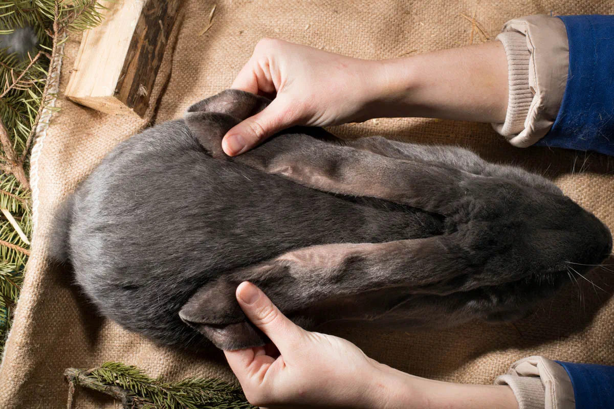 Blue English Lop seen from above on a jute cloth, two hands lay both of its long ears back along the sides of its body