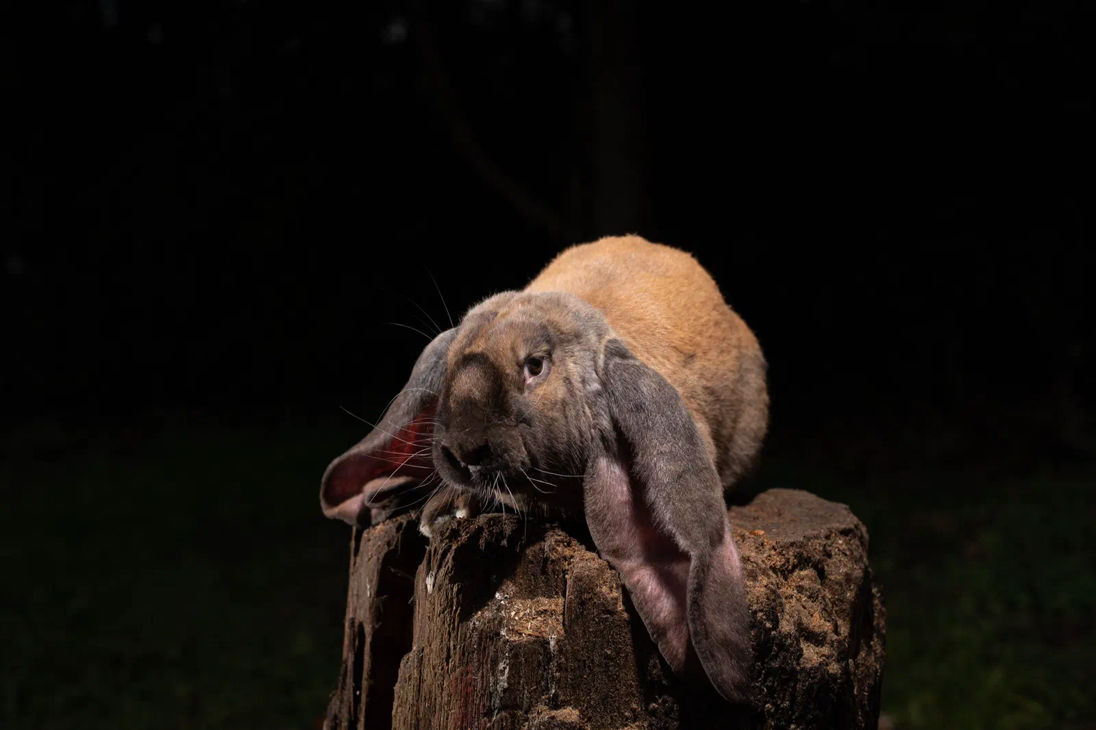 Thuringian-coloured English Lop lies on a tree stump against a dark background, its long ears hanging down at the sides