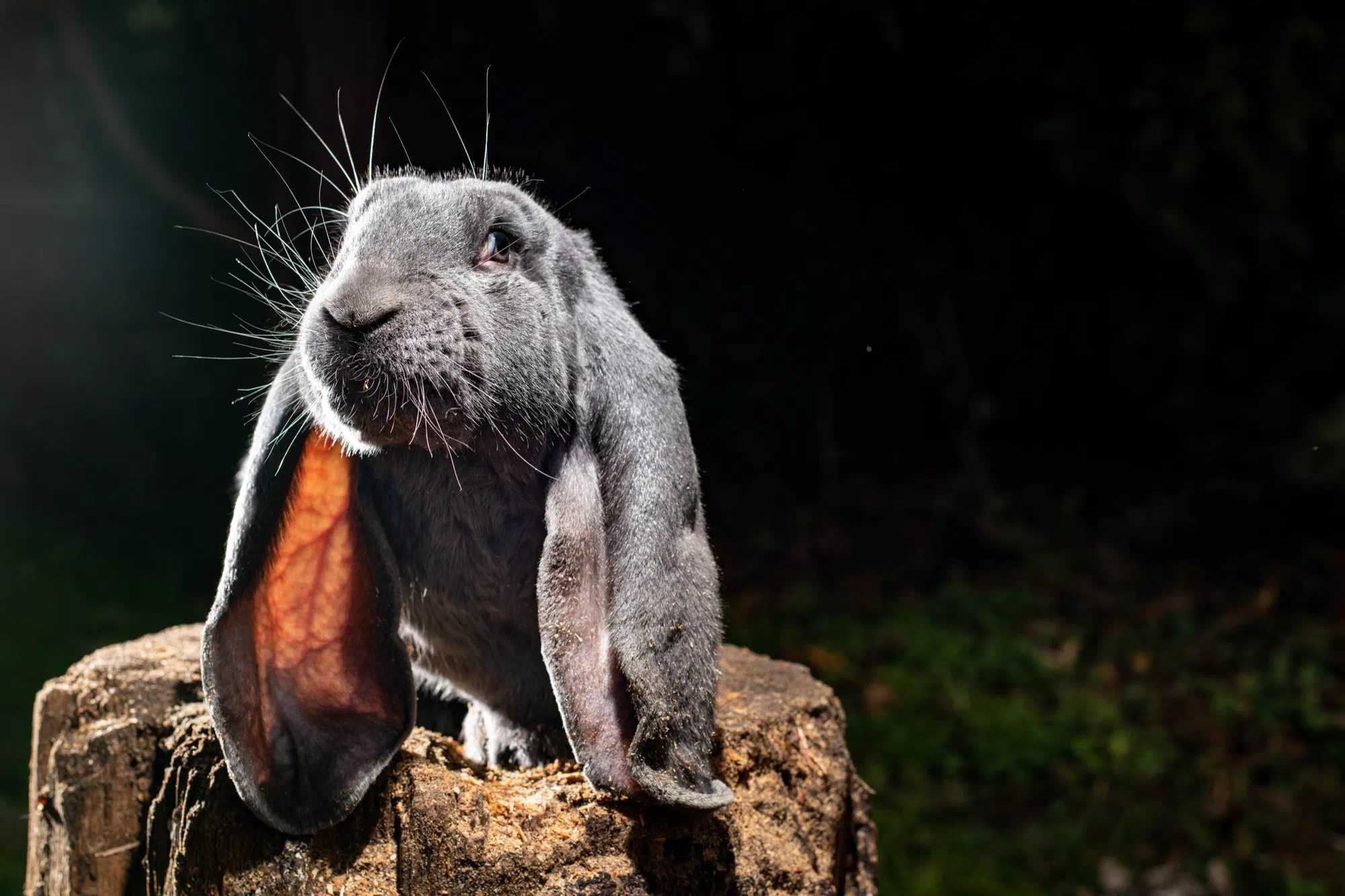 Blue English Lop on a tree stump against a dark background, its ears hanging with the ear openings facing forward, one glowing in the backlight