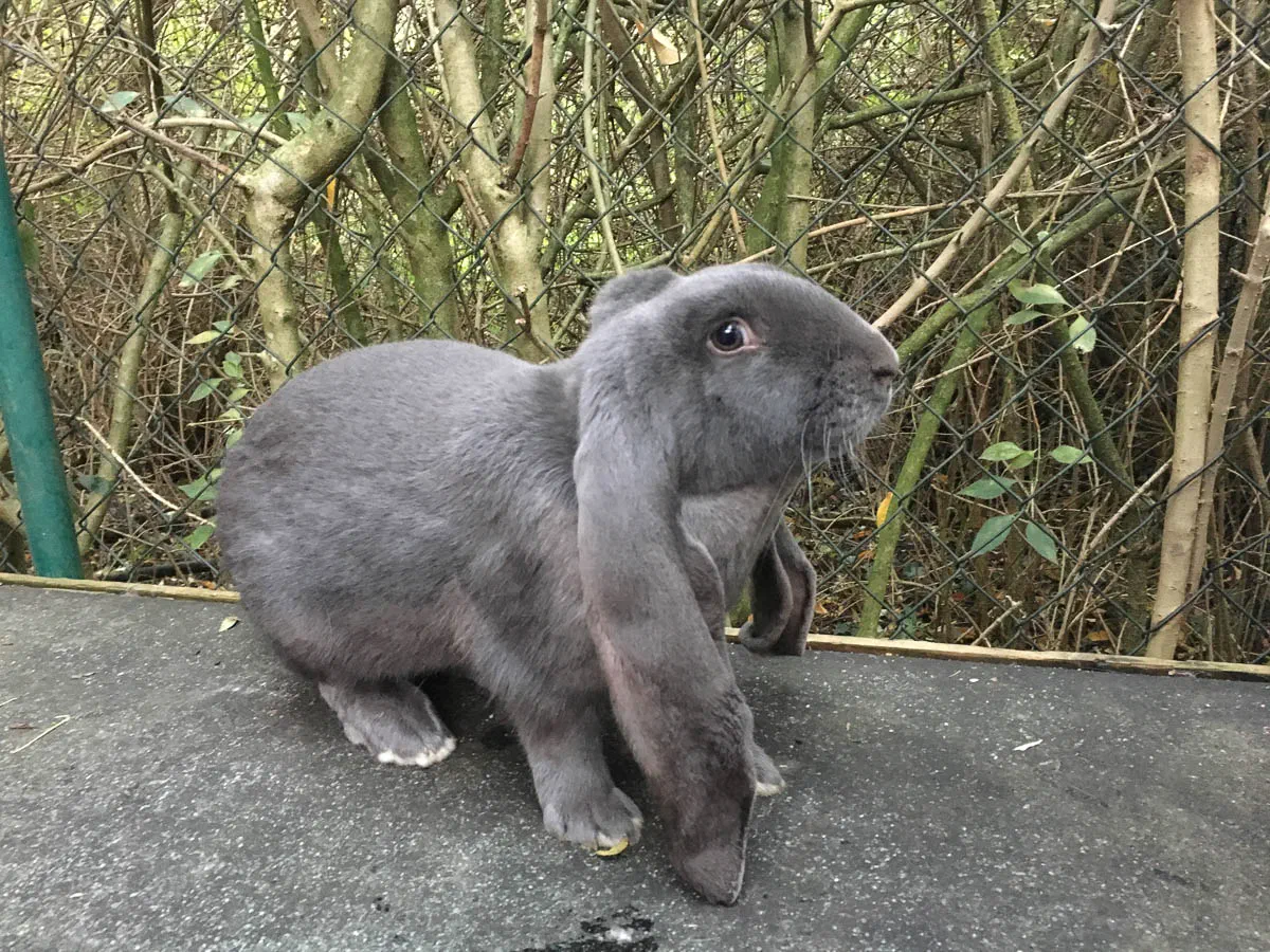 Blue English Lop in profile in front of a wire-mesh fence, with a curved bridge of the nose, a long head and a loosely hanging ear