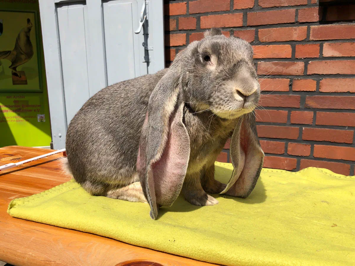 Blue-grey English Lop sits on a green blanket in front of a brick wall, both ears hanging down with the ear openings facing forward