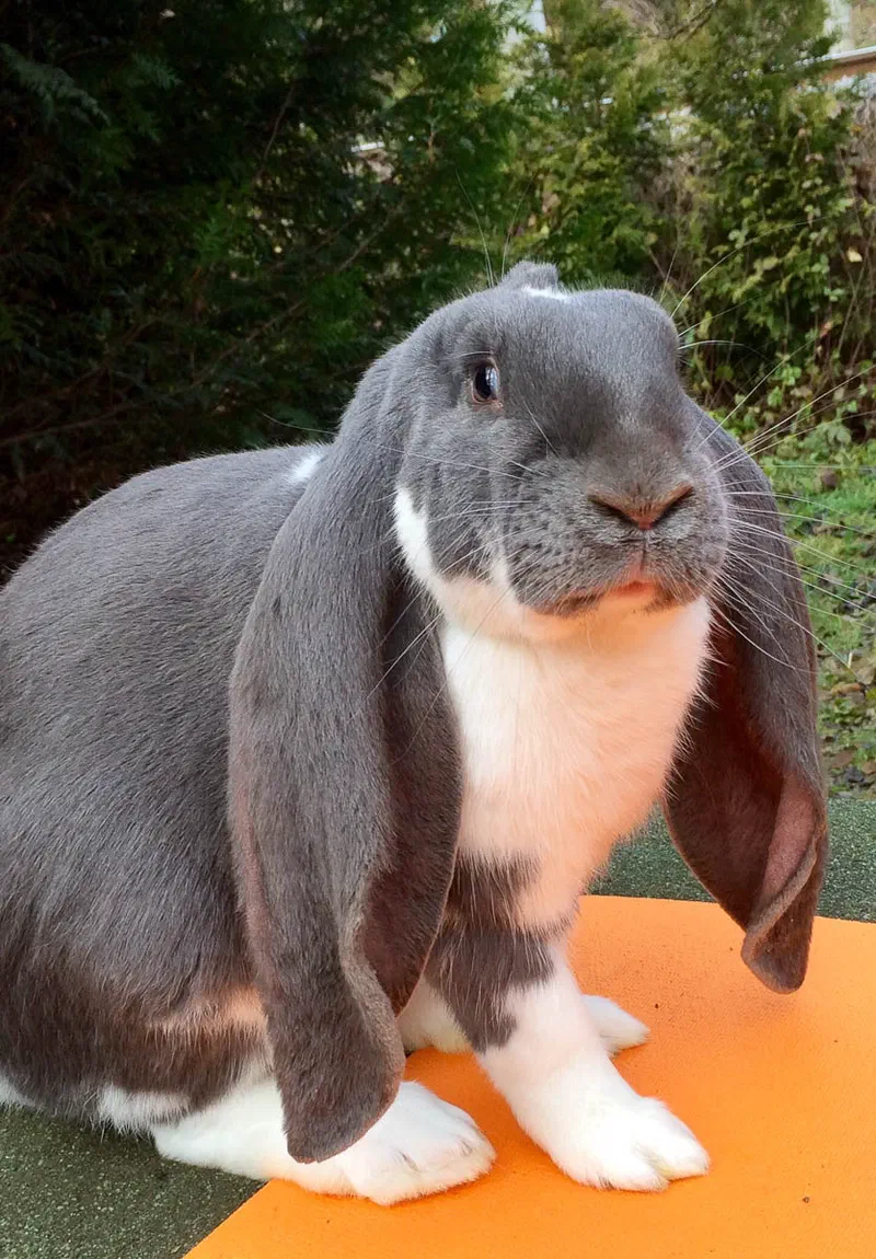 Blue-and-white English Lop seen from the front on an orange mat, its long ears hanging straight down, the ear openings facing forward