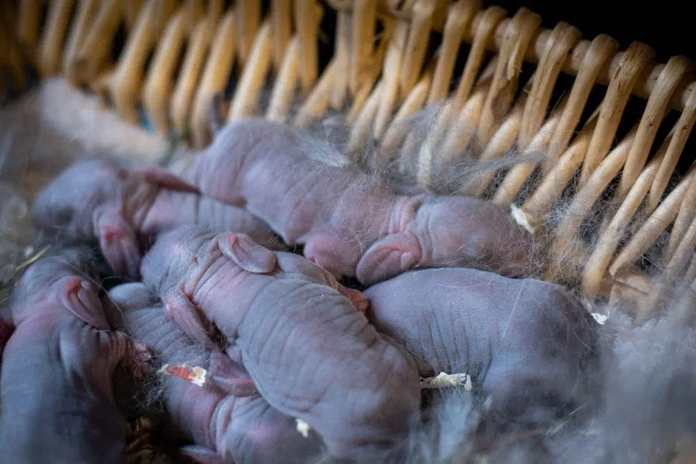 Newborn, still naked baby rabbits lie close together in a wicker basket, surrounded by the doe's belly fur