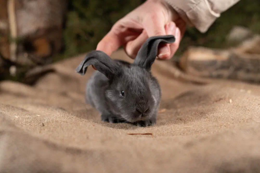 Young blue English Lop sits on a jute cloth, a hand holds up one of its still short ears