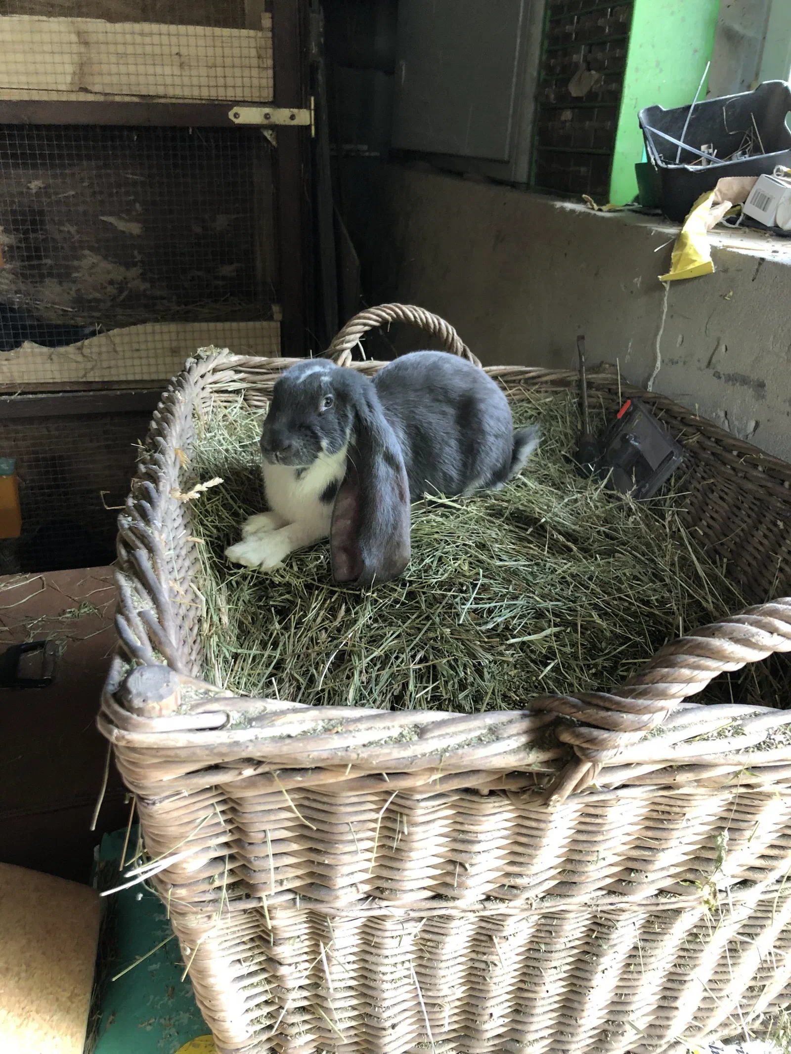 Young blue-and-white English Lop sits in a wicker basket filled with hay