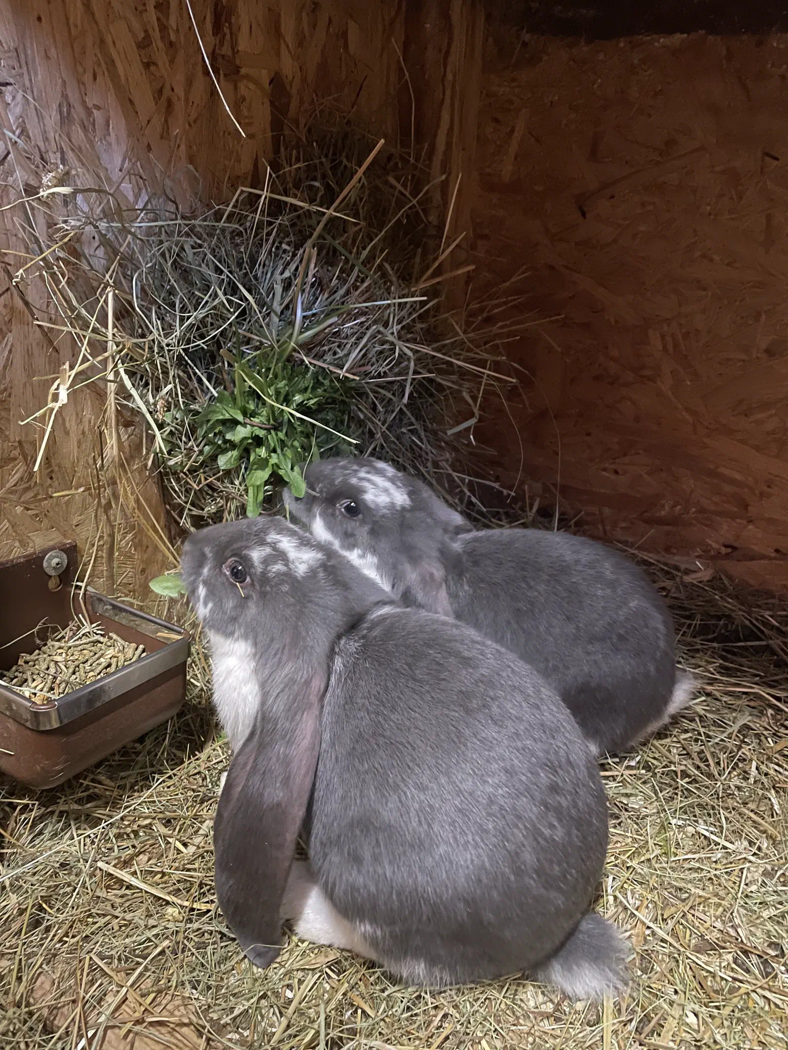 Three young English Lops in blue and blue-and-white snuggle up together in the straw