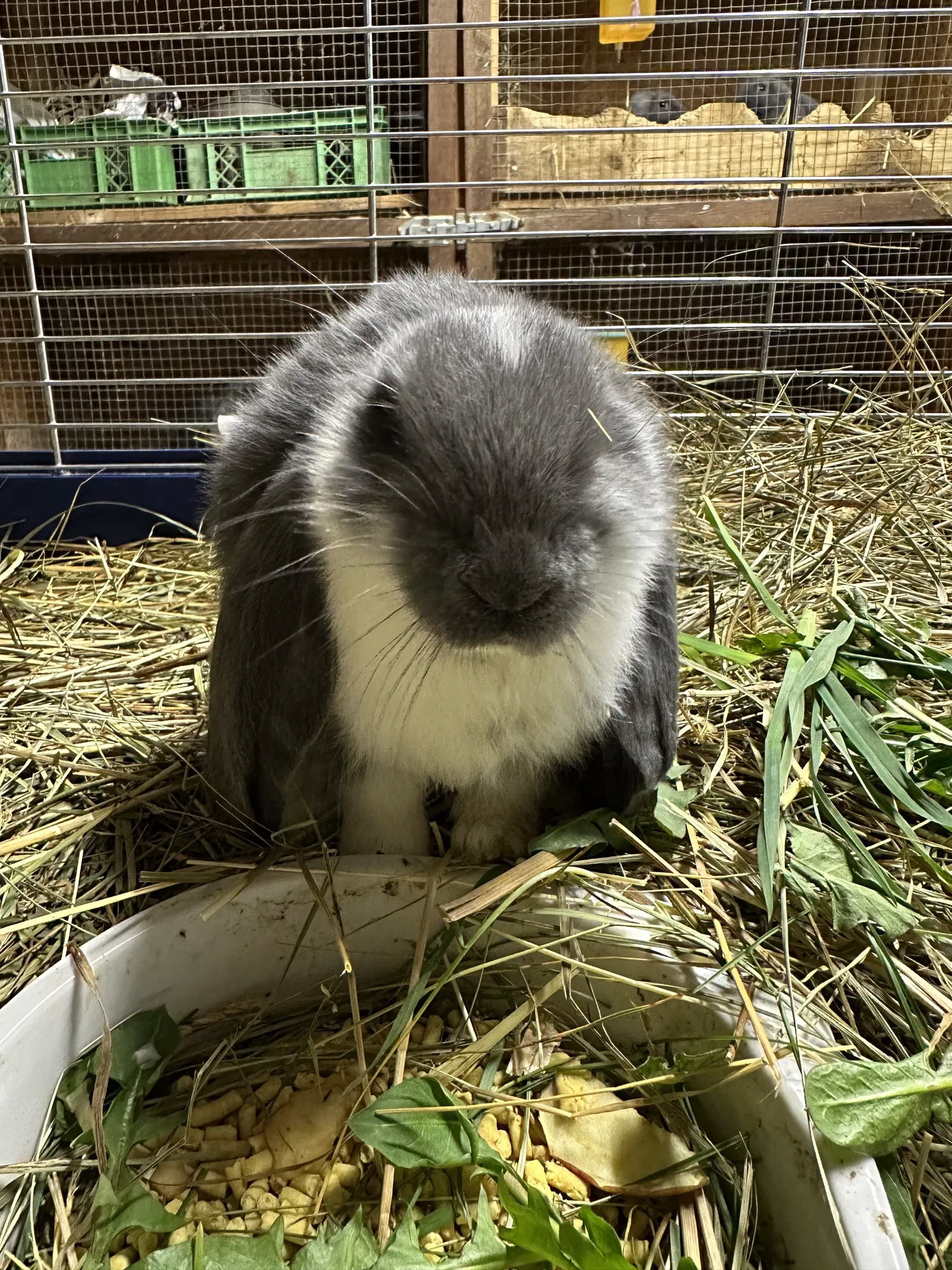 A blue-and-white youngster sits in the hay with its head lowered