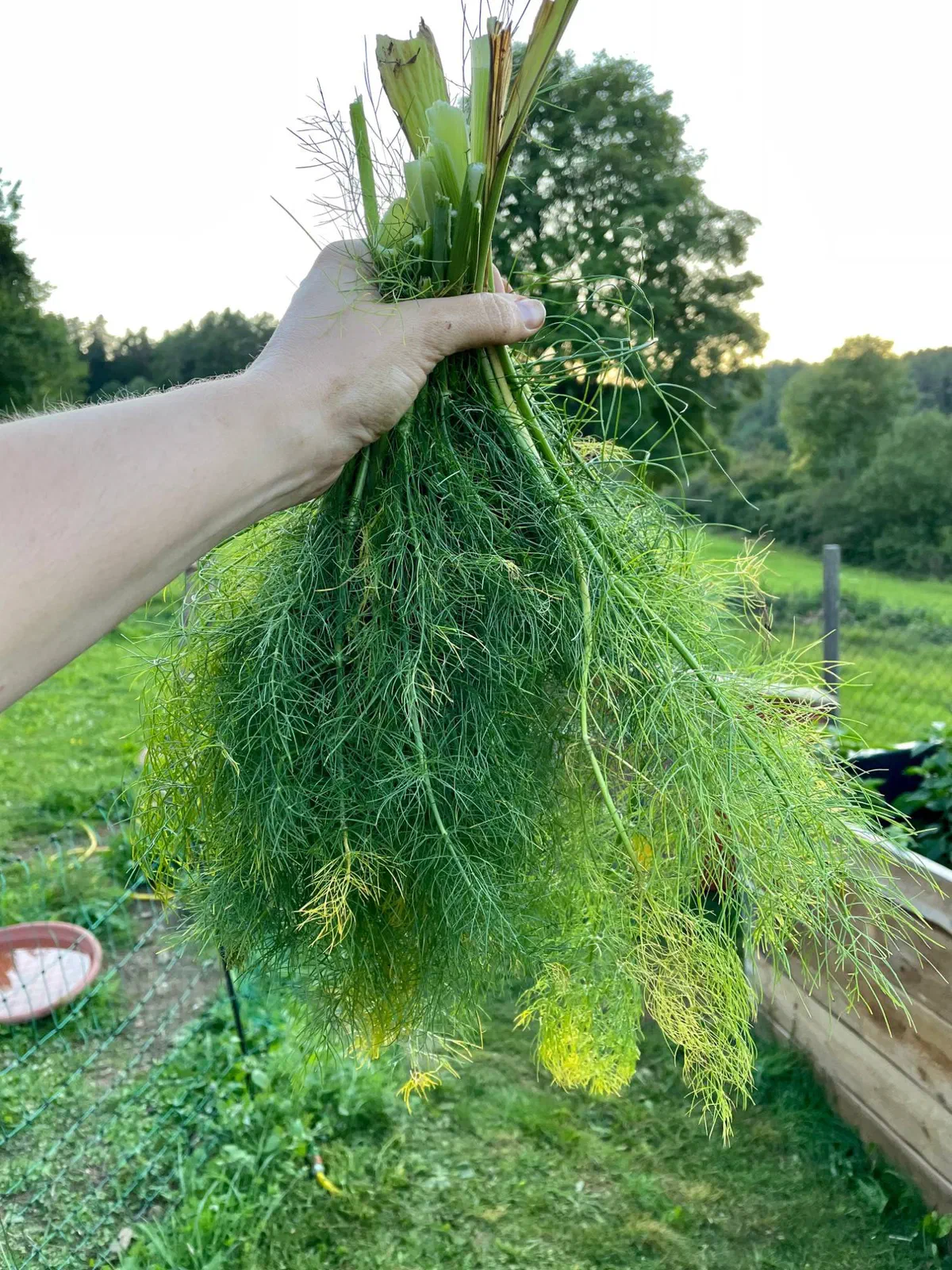 A hand holds a large bunch of freshly cut fennel fronds in the garden, meadow and trees in the evening light in the background
