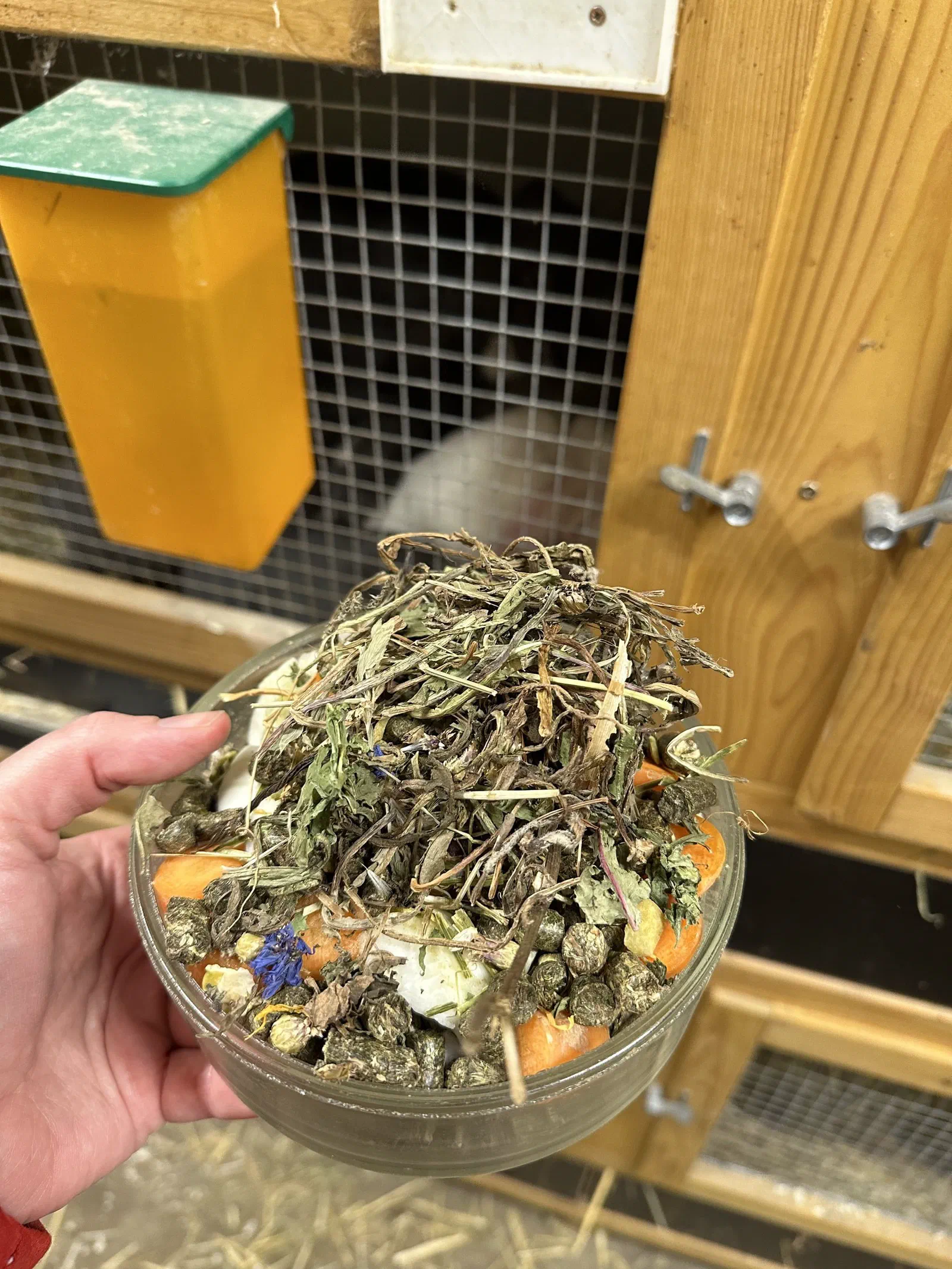 A hand holds a bowl with a feed mix of herbs, flowers and pieces of vegetable in front of a rabbit hutch