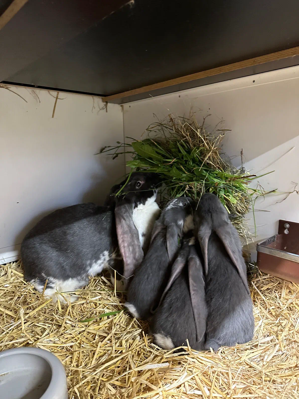 A blue-and-white doe and three blue youngsters eat fresh greens and hay together in the corner of a hutch with bedding
