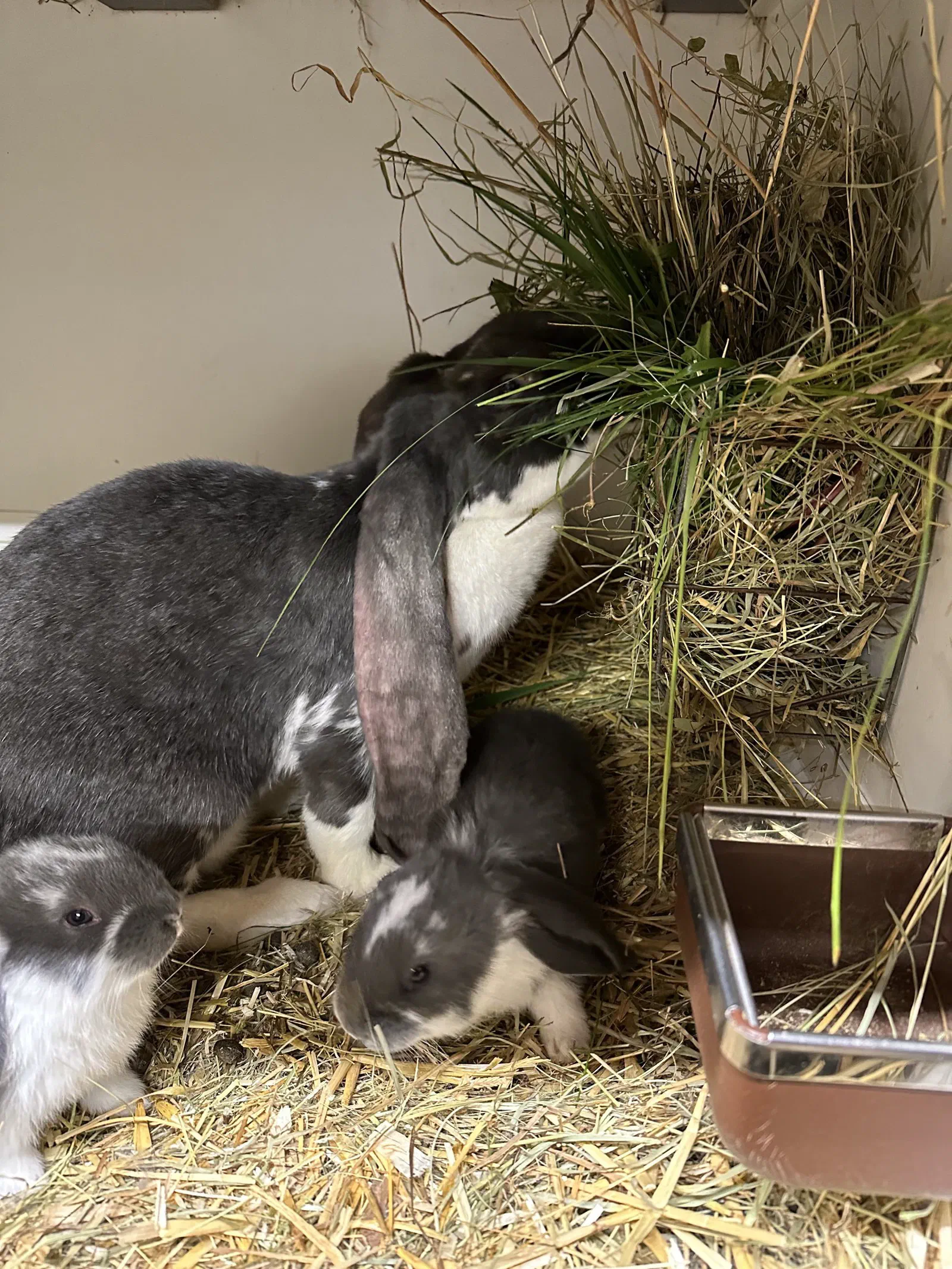 A blue doe and two blue-and-white youngsters eat hay together from the hay rack