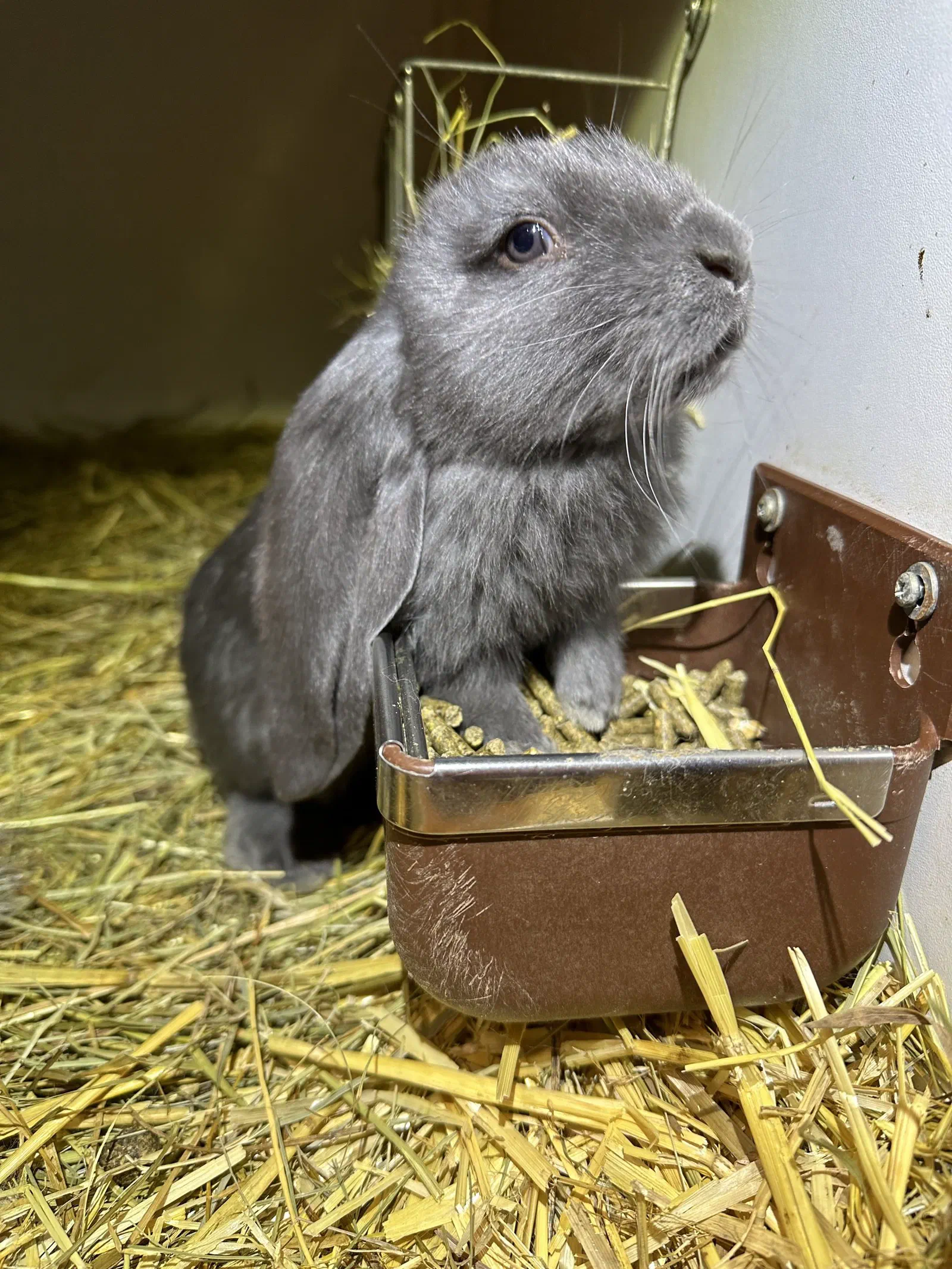 Young blue English Lop stands in straw and eats from a brown feeding bowl by the hutch wall