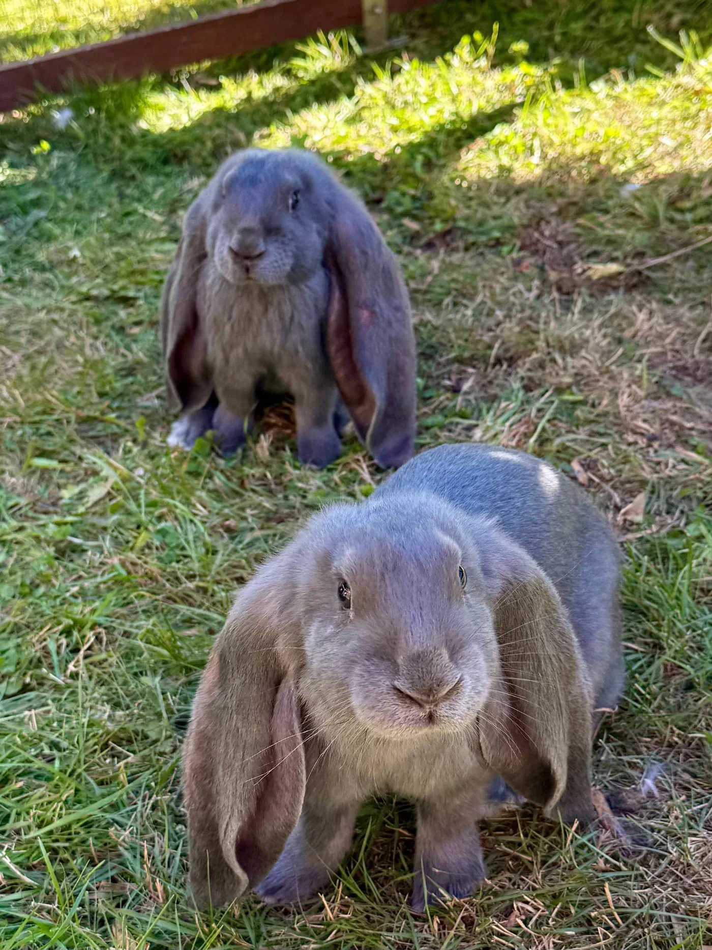 Two young blue English Lops in sunny grass, the one in front looks straight into the camera with its ears hanging down