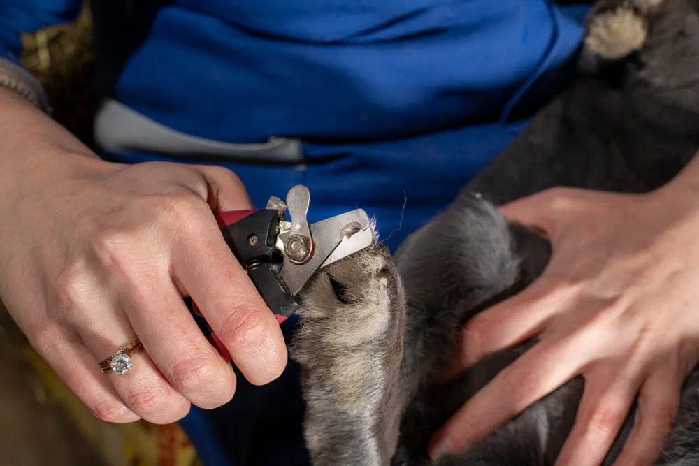 Close-up: a hand trims the claw on the front leg of a blue rabbit lying on its back in someone's arm, using claw clippers