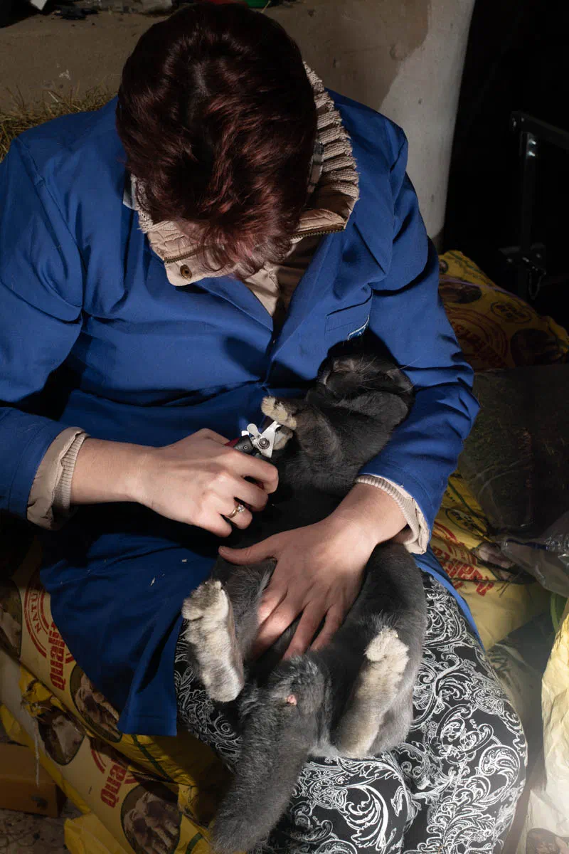 A breeder in a blue work coat sits holding a blue rabbit on its back in her left arm, one hand on its belly, and with the other she trims the claws on its front leg