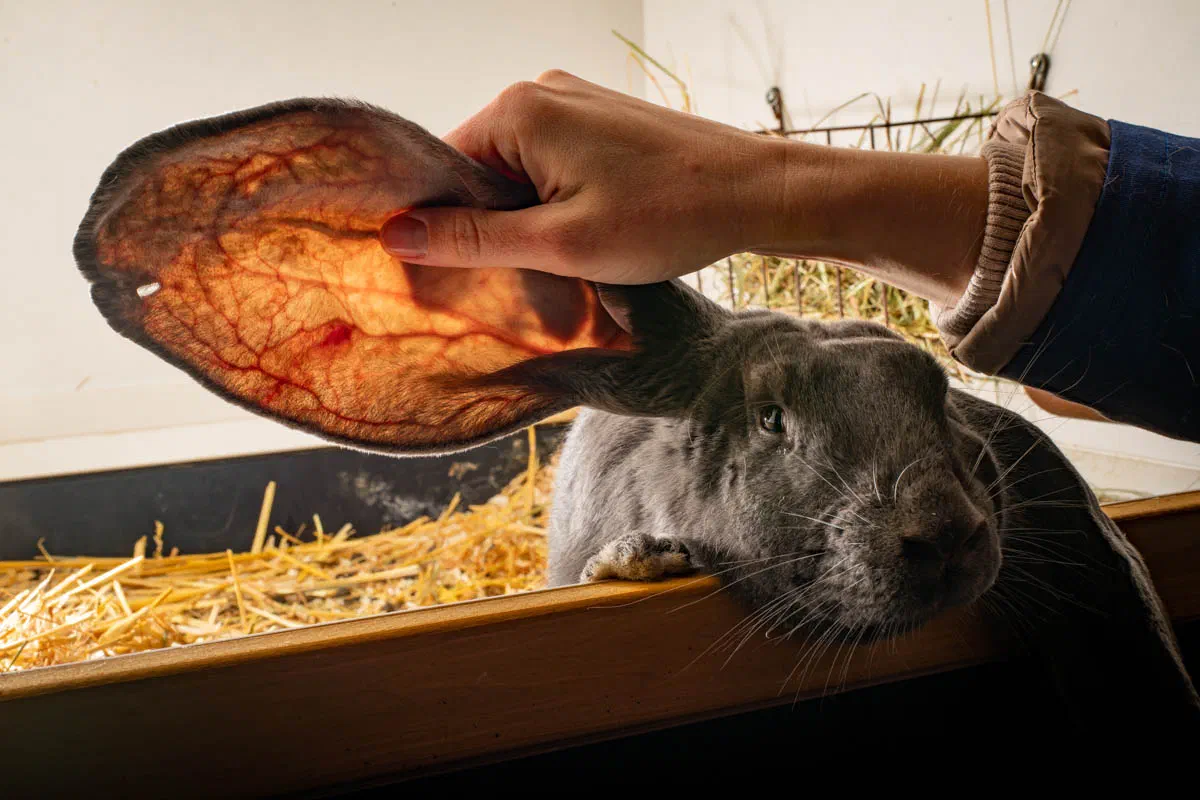 Ear of a blue doe held up to the light: the network of veins glows red, and near the edge of the ear there is a small hole